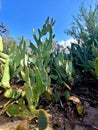 Native Desert Vegatation Prickly Pear Cactus Group Skyscape Nature Foliage Photography