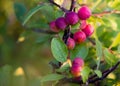 Native east coast berry bush