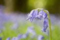 The native English Bluebell