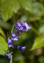 Native English Bluebell