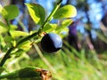 Native estonia blueberry
