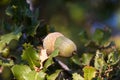 Native evergreen mediterranean plant - kermes oak Quercus coccifera . Acorn. Cyprus variegated bush