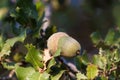 Native evergreen mediterranean plant - kermes oak Quercus coccifera . Acorn. Cyprus variegated bush