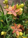 Native flowers Harmony