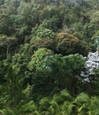 Native forest in Andean mountain ranges of Colombia Royalty Free Stock Photo