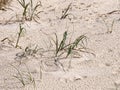 Seaside vegetation in the sand