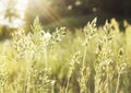 Native grass prairies and sunset Royalty Free Stock Photo