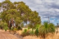 Native Grass Trees in the bush with flora and fauna outside of Perth Royalty Free Stock Photo