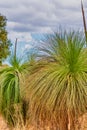 Native Grass Trees in the bush with flora and fauna outside of Perth Royalty Free Stock Photo