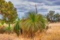 Native Grass Trees in the bush with flora and fauna outside of Perth Royalty Free Stock Photo