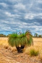 Native Grass Trees in the bush with flora and fauna outside of Perth Royalty Free Stock Photo