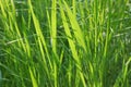 Native-grasses