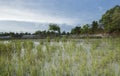 Native grasses colonizing water logged field after rice plants dying