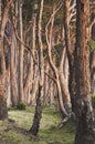 Native gum trees on Tasmania's Bruny Island.