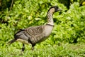 Native Hawaiian Goose