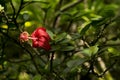 Native Hibiscus kokio