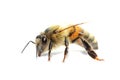 Native honey bee