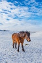 Native Iceland horses with thick winter coat