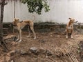 A native indian dog and chippiparai look at same direction Royalty Free Stock Photo