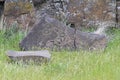 Native Indian Mythical Animals Petroglyph