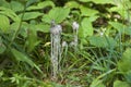 Indian pipe flowers in native setting Royalty Free Stock Photo