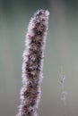 Native Iowa blazing star plant Royalty Free Stock Photo