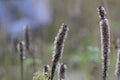 Native Iowa blazing star plant Royalty Free Stock Photo