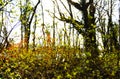 Plants in a Forest