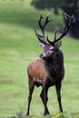 Native Irish Red Deer Stag