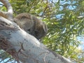 Native koala holding tight to a gum tree Royalty Free Stock Photo