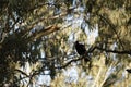 Native Magpie bird on a gumtree branch Royalty Free Stock Photo