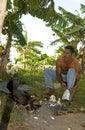 Native man feeding chickens coconut Royalty Free Stock Photo