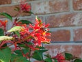 Native Mason Bee Pollinating Firebush Flower Royalty Free Stock Photo