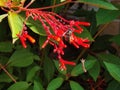 Native Mason Bee Pollinating Firebush Flower in Sun Royalty Free Stock Photo