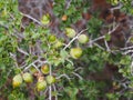 Native mediterranean plant - kermes oak (Quercus coccifera)