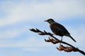 Native New Zealand bird Tui sitting on a branch,side view Royalty Free Stock Photo