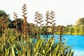 Native New Zealand Flax bush in flower