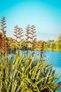 Native New Zealand Flax bush in flower phormium tenax