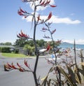 Native New Zealand Flax (Harakeke) in flower at Takapuna beach. People enjoying the summer, Auckland. Vertical format