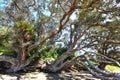 Pohutukawa trees on sandy sea shore