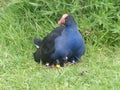 Native New Zealand Pukeko covering its chicks