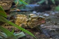 Tuatara