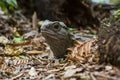 Native New Zealand Tuatara