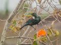 Native New Zealand Tui bird feeding from persimmon growing on a