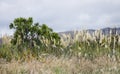 Native New Zealand Vegetation Royalty Free Stock Photo