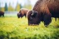 native north american bison grazing in a field Royalty Free Stock Photo