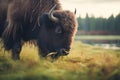 native north american bison grazing in a field Royalty Free Stock Photo