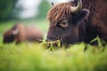 native north american bison grazing in a field Royalty Free Stock Photo