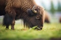 native north american bison grazing in a field Royalty Free Stock Photo