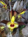 Native orchid flower originating from the yellow and green Amazon rainforest. Royalty Free Stock Photo